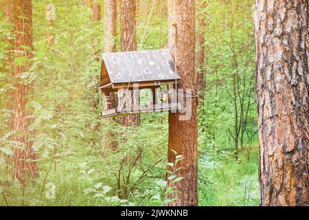 Scoiattolo rosso eurasiatico (Sciurus vulgaris) nell'alimentatore del parco. Cura per animali selvatici. Foto Stock