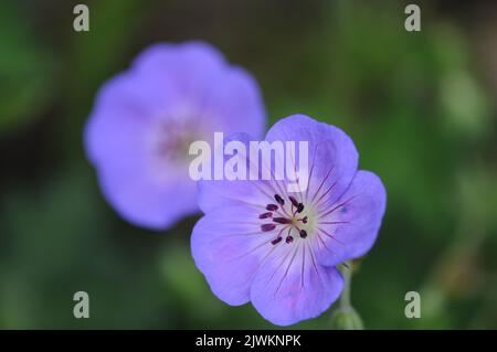 Blu violetto Geranium Rozanne. Macro fotografia di piante erbacee perenni di confine. Copertura di terra e impianto di spandimento. Foto Stock