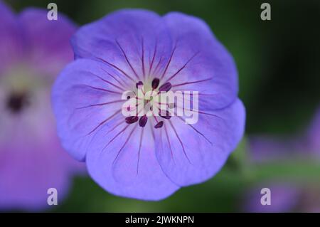 Blu violetto Geranium Rozanne. Macro fotografia di piante erbacee perenni di confine. Copertura di terra e impianto di spandimento. Foto Stock