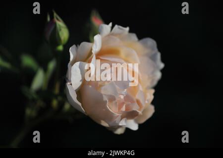 Rosa arbusto Penelope. Fiori di albicocca con petali frollati. Molto profumato. Primavera estate fioritura. Foto Stock