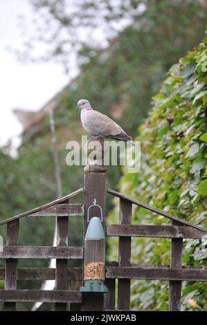 Primo piano di Collard dove. Piume grigio marrone Pinky. Primo piano di uccello seduto su una recinzione. Foto Stock