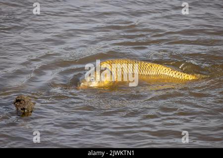 La carpa eurasiatica o europea (Cyprinus carpio), precedentemente nota come carpa comune nelle acque poco profonde del fiume. Foto Stock