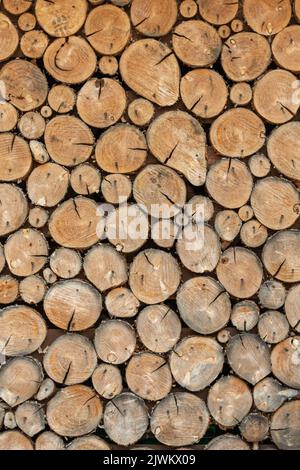 stacked logs di legno di fuoco texture background. fette da tronchi sono inchiodate ad un wall. verticale teste dei chiodi sono visibili nel taglio dell'albero. Foto Stock