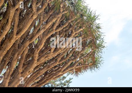 Vista ravvicinata dell'albero di Dracaena draco in Spagna, Europa Foto Stock