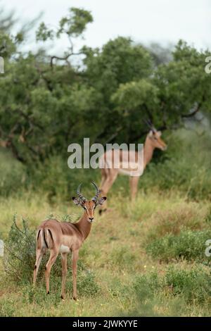 Impala, Makuleke Contractual Park, Kruger National Park, Sudafrica Foto Stock
