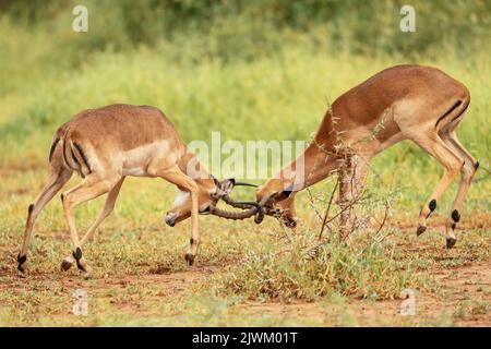 Male Impalas Rutting, Makuleke Contractual Park, Kruger National Park, Sudafrica Foto Stock