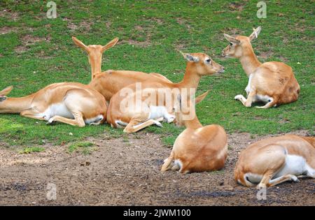 Antilopi che riposano su erba verde in una giornata di sole in estate Foto Stock