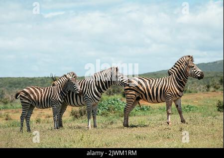 Zebre, Addo Elephant National Park, Capo orientale, Sud Africa Foto Stock