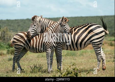 Burchell’s Zebras, Addo Elephant National Park, Eastern Cape, Sudafrica Foto Stock