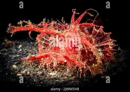 Scorpione di Ambon nello stretto di Lembeh, Sulawesi settentrionale, Indonesia Foto Stock