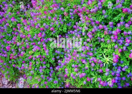 Un luogo pieno di Corydalis ternata Foto Stock