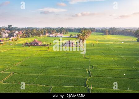 Risaie al tramonto dall'alto, Bali, Indonesia Foto Stock