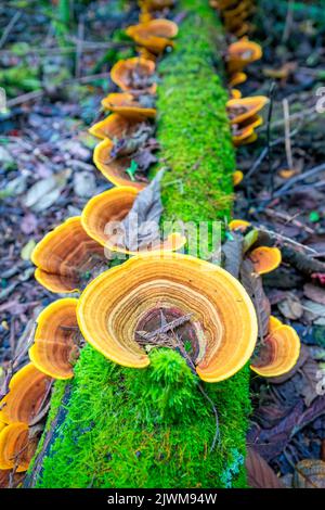 Funghi nel Parco Nazionale di Tarra Bulga, Victoria, Australia Foto Stock