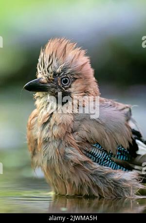 Jay, Garrulus glandarius, uccello singolo in acqua, Italia Foto Stock