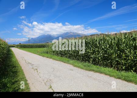 Pista ciclabile del fiume Drava (Drauradweg) vicino alla città di Spittal an der Drau, nello stato della Carinzia, in Austria. Pista ciclabile tra campi di mais. Foto Stock