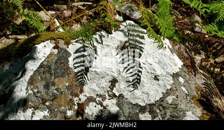 LOCH MORAR LOCHABER SCOZIA FINE ESTATE BRACKEN FROND RIFLESSIONI SU UNA ROCCIA RICOPERTA DI LICHENI Foto Stock