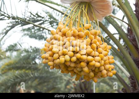 Frutta gialla Un mazzo di datteri freschi nella piantagione agricola della Thailandia. Foto Stock