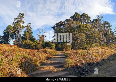 Paesaggio di Horton in Sri Lanka all'alba Foto Stock