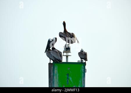 Pellicano di uccelli marini seduto in cima a tubo di metallo con segni lontano dalla riva su blu acqua oceanica e cielo sfondo Foto Stock