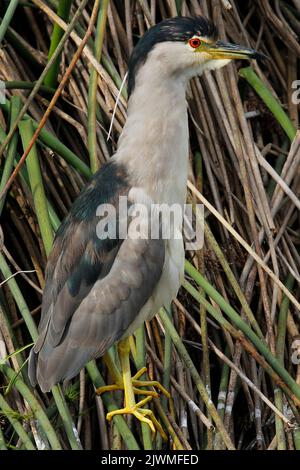 Una piccola bitterna in piedi su canne al bordo dell'acqua in attesa di pesce apparire. Foto Stock