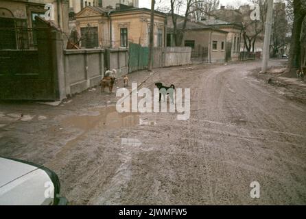 Bucarest, Romania, gennaio 1990, poche settimane dopo la caduta del comunismo. Mentre Ceausescu si concentrava sulla costruzione dei suoi progetti megalomanici, come il Centro Civico, i quartieri storici della capitale si deterioravano lentamente. In questa foto, cani randagi sono fuori sulle strade fangose nel vecchio quartiere '11 Iunie'. Foto Stock