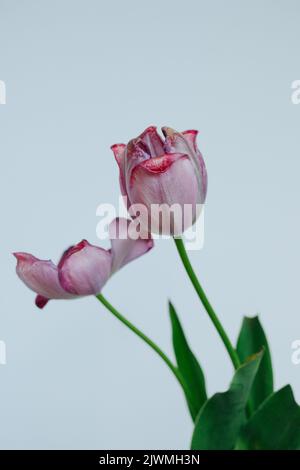 Due steli di fiori di tulipano contro uno sfondo bianco Foto Stock