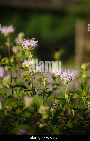 Porpora Bee Balm bergamotto che cresce nel giardino Foto Stock