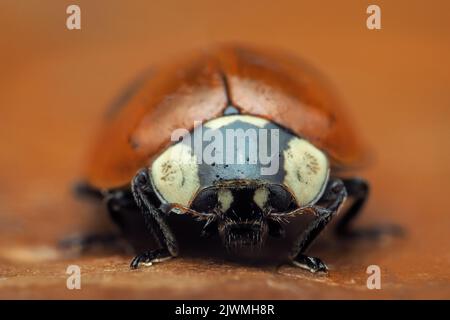 Vista frontale di Ladybird a 2 punti (Adalia bipuntata). Tipperary, Irlanda Foto Stock