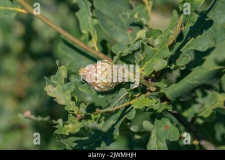 Cono della vespa di quercia (Andricus foecundatrix). Foto Stock