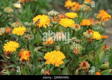 Teste di semi e fiori di fiori di marigold (Calendula officinalis). Foto Stock