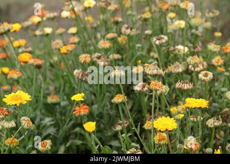 Teste di semi e fiori di fiori di marigold (Calendula officinalis). Foto Stock