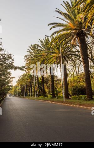 Viale costeggiato da palme a Bahir Dar, Etiopia Foto Stock