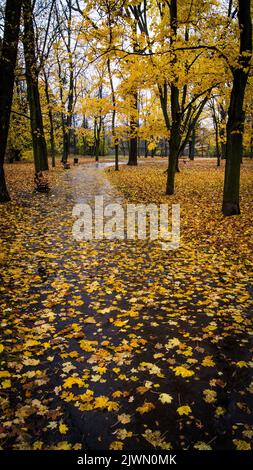 autunno nel bellissimo parco Foto Stock