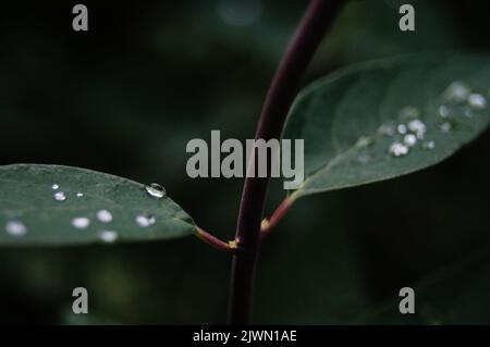 Bellissime goccioline sulle foglie scure Foto Stock