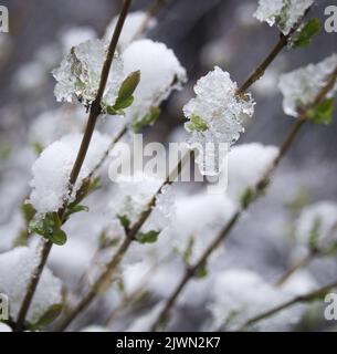 Neve che si scioglie all'inizio della primavera Foto Stock