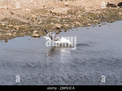 Lesser Black-backed Gull (Larus fuscus) Foto Stock