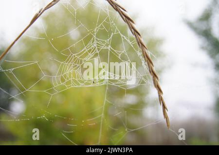 Ho trovato questa rete sulla mia passeggiata attraverso la foresta in autunno Foto Stock