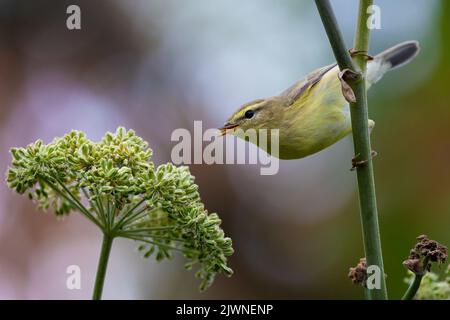 falegname di bosco con gola gialla che raccoglie i semi di un'angelica da giardino. Foto Stock