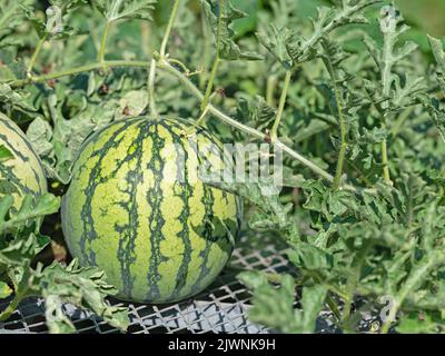 Cocomero, Citrullus lanatus, su un trellis in un giardino Foto Stock
