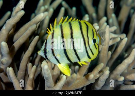 Pesce farfalla a otto bande, Chaetodon octofasciatus, Raja Ampat Indonesia. Foto Stock