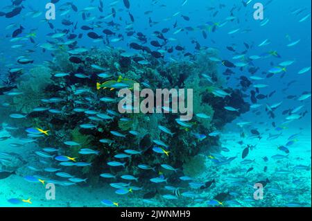 Reef panoramico con fusiliers massiccia e pesci da surf, Raja Ampat Indonesia. Foto Stock