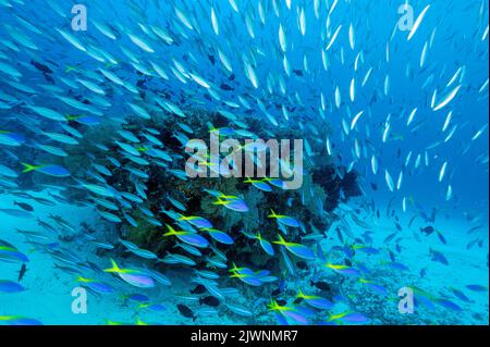 Reef panoramico con fusiliers massiccia e pesci da surf, Raja Ampat Indonesia. Foto Stock