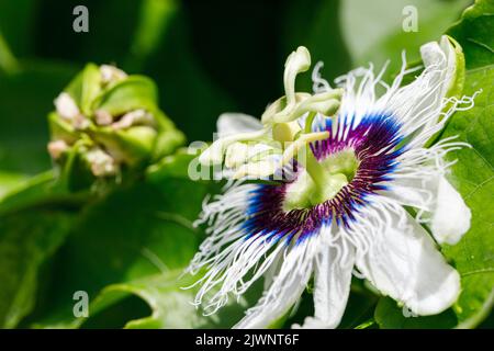 Frutto della passione fiore. Immagine in primo piano. Foto Stock
