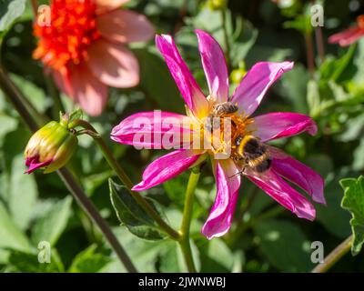 Dahla 'Honka Pink' con l'ape di miele e l'ape di Bumble sullo stesso fiore. Foto Stock