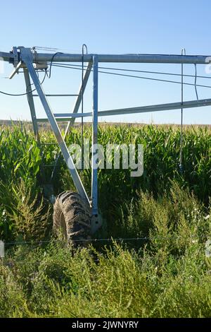 sistema di irrigazione per annaffiare il campo di mais Foto Stock