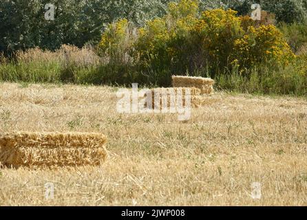 balle di fieno sparse nel campo appena falciato Foto Stock