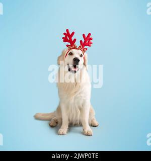 Banner di Natale del cane. Carino cane labrador indossando corna di renne di Natale, seduto su sfondo blu pastello Foto Stock