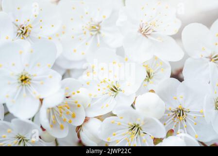 Sfondo primaverile con fiori bianchi e rami di sunbeamson di macro ciliegia in fiore con sfondo a fuoco morbido. Biglietti d'auguri di Pasqua e di primavera. Primavera Foto Stock