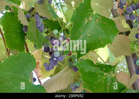 grappolo unmaturo di uve viola che crescono su un albero Foto Stock