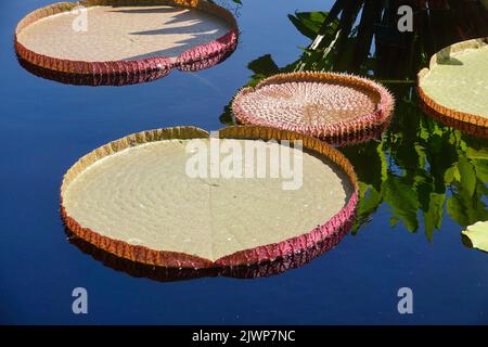 gruppo di giglio pad galleggianti nel laghetto Foto Stock